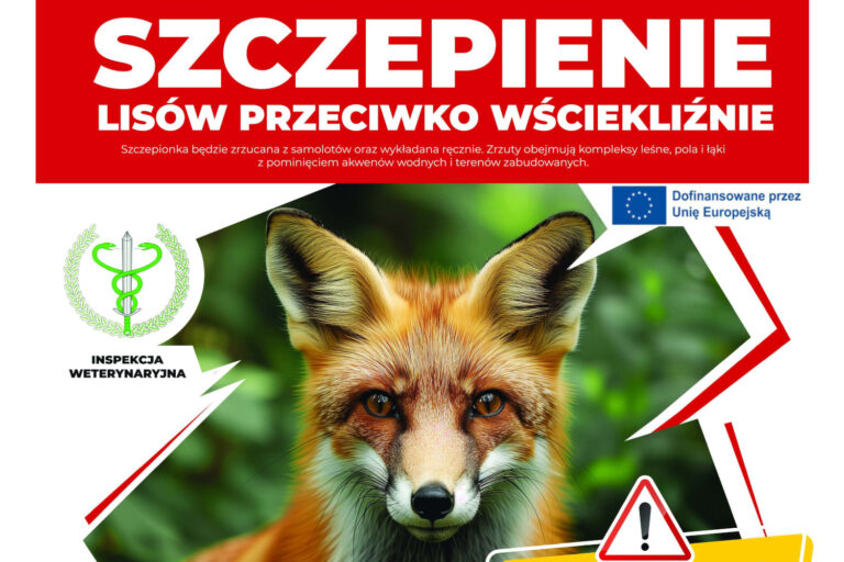 Szczepienie lisów przeciwko wściekliźnie